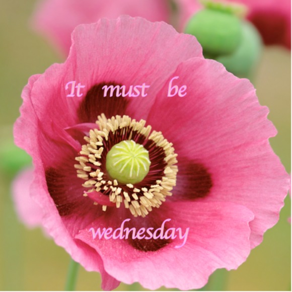 itiswednesday